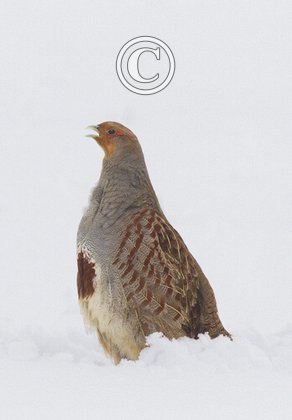 Grey Partridge in the Snow DM1400